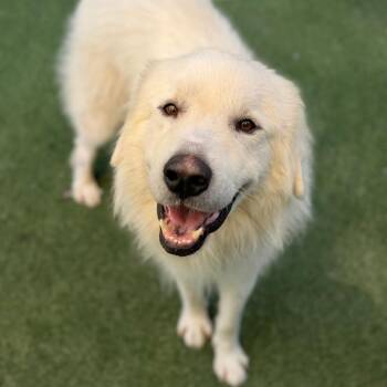 Mr. Mosely -  Mixed Breed Dog for Adoption in Asheville, North Carolina - Mr. Mosely | PetCurious