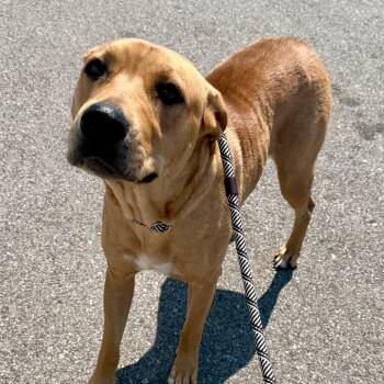Gaby -  Pit Bull Terrier Dog for Adoption in St. Louis, Missouri - Gaby | PetCurious