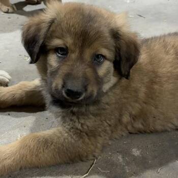 German Shepherd Dog Dogs Available for Adoption in Krum, Texas - Briar | PetCurious