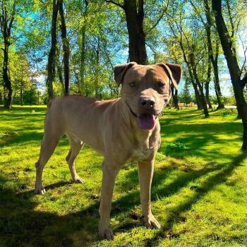 Rescue Rhodesian Ridgeback Dogs for Adoption in Saint George, Vermont - Trooper | PetCurious