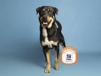 TONY PIZZA -  German Shepherd Dog and Mixed Breed Dog for Adoption in Phoenix, Arizona - TONY PIZZA | PetCurious