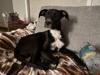 Rescue Mixed Breed Dogs for Adoption in Bryan, Texas - Cowboy | PetCurious