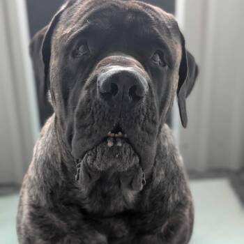 Mastiff Dogs Available for Adoption - Scooby | PetCurious