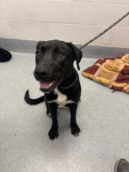 WAYLON -  Labrador Retriever Dog for Adoption in Indianapolis, Indiana - WAYLON | PetCurious