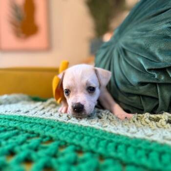 Labrador Retriever and American Bully Dogs Available for Adoption - Sugar White | PetCurious