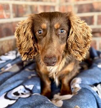 Dachshund Dogs Available for Adoption - Canyon  | PetCurious