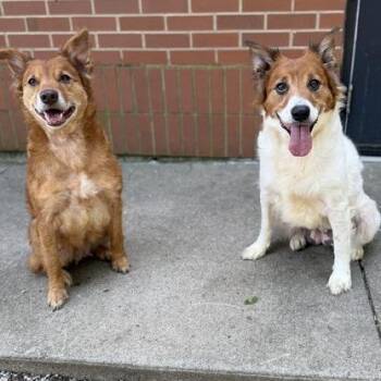 Sunny -  Spaniel and Mixed Breed Dog for Adoption in Dayton, Ohio - Sunny | PetCurious