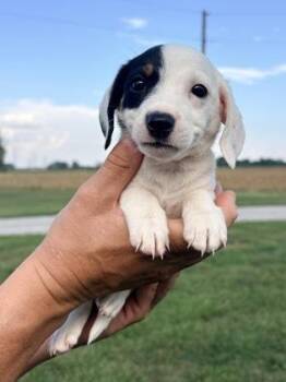 Abbie -  Australian Shepherd and Dachshund Dog for Adoption in Morton Grove, Illinois - Abbie | PetCurious