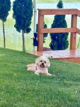 LEXI -  Shih Tzu and Poodle Dog for Adoption in Eden Prairie, Minnesota - LEXI | PetCurious