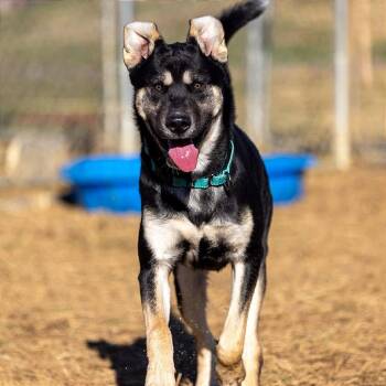 German Shepherd Dog Dogs Available for Adoption - Pear | PetCurious
