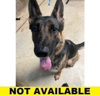 Rescue Belgian Shepherd Malinois and Mixed Breed Dogs for Adoption in Eugene, Oregon - Trout | PetCurious