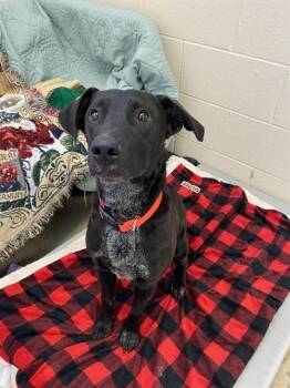 HADES -  Labrador Retriever and Mixed Breed Dog for Adoption in Fort Wayne, Indiana - HADES | PetCurious