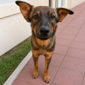 Shepherd Dogs Available for Adoption in Harlingen, Texas - Gochi | PetCurious