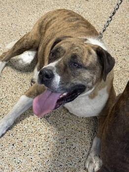 GRACE -  American Bulldog and Mixed Breed Dog for Adoption in Doral, Florida - GRACE | PetCurious