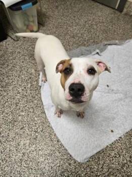 Harley -  Pit Bull Terrier and Mixed Breed Dog for Adoption in Westland, Michigan - Harley | PetCurious