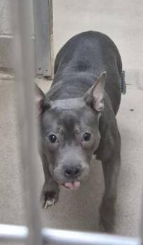 ARUGULA -  Pit Bull Terrier Dog for Adoption in Decatur, Illinois - ARUGULA | PetCurious