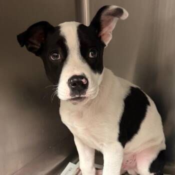 Boo -  American Bulldog and Mixed Breed Dog for Adoption in Lake Jackson, Texas - Boo | PetCurious