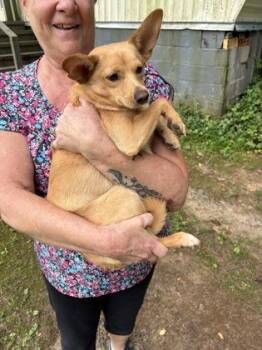 Blake Ali 765-26 -  Chihuahua and Pomeranian Dog for Adoption in Cumming, Georgia - Blake Ali 765-26 | PetCurious