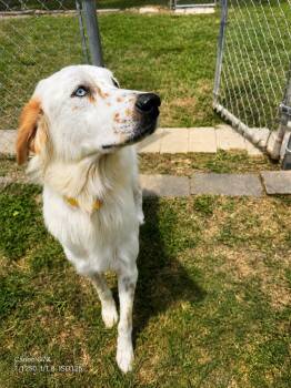 English Setter and Great Pyrenees Dogs Available for Adoption in Houston, Texas - Lisa | PetCurious