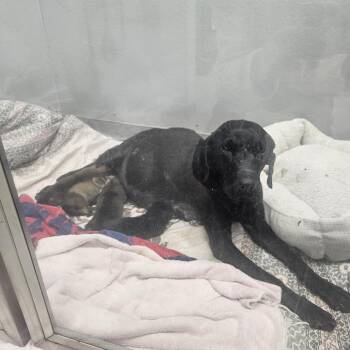 Retriever and Mixed Breed Dogs Available for Adoption in Wadena, Minnesota - Nova Lee | PetCurious