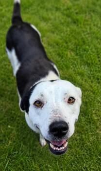 Pixel -  American Bulldog Dog for Adoption in Troy, Alabama - Pixel | PetCurious