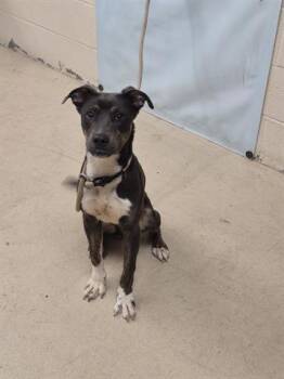 FLAPJACK -  Collie and Mixed Breed Dog for Adoption in Dayton, Ohio - FLAPJACK | PetCurious