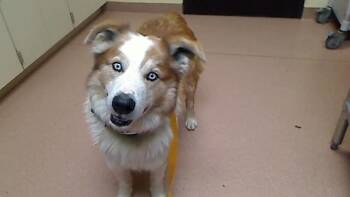Australian Shepherd and Mixed Breed Dogs Available for Adoption - WELCHES | PetCurious