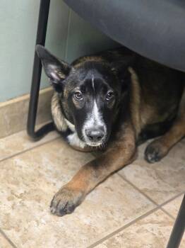 Arlo -  Belgian Shepherd Malinois Dog for Adoption in Duxbury, Massachusetts - Arlo | PetCurious