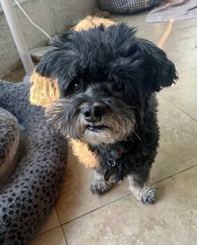 Rescue Shih Tzu and Miniature Poodle Dogs for Adoption in El Segundo, California - Milo | PetCurious