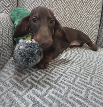 Dachshund Dogs Available for Adoption in Richmond, Kentucky - May-May | PetCurious