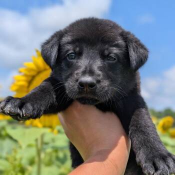 Valor -  German Shepherd Dog and Labrador Retriever Dog for Adoption in Spring Hill, Tennessee - Valor | PetCurious