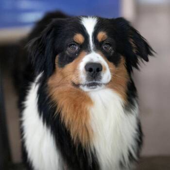 Pretzel (MY26-34) -  Australian Shepherd Dog for Adoption in Peyton, Colorado - Pretzel (MY26-34) | PetCurious