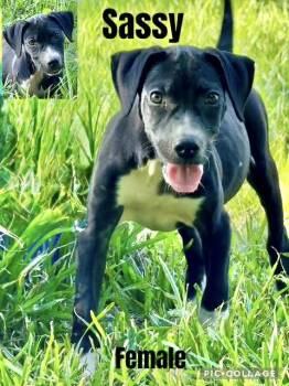 Rescue Labrador Retriever Dogs for Adoption in Manchester, Connecticut - Sassy | PetCurious