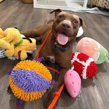 American Staffordshire Terrier and Pit Bull Terrier Dogs Available for Adoption in Friendswood, Texas - Ernie Sploots For You | PetCurious