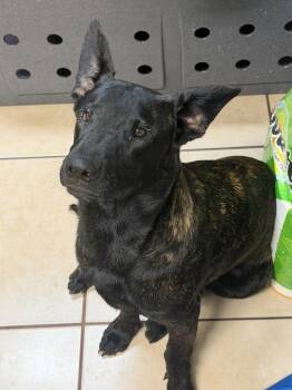 Kristoff- Located in Florida -  Dutch Shepherd Dog for Adoption in Imlay City, Michigan - Kristoff- Located In Florida | PetCurious