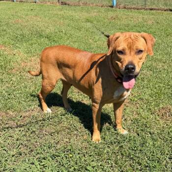Teacup -  Labrador Retriever and Boxer Dog for Adoption in Newport, North Carolina - Teacup | PetCurious