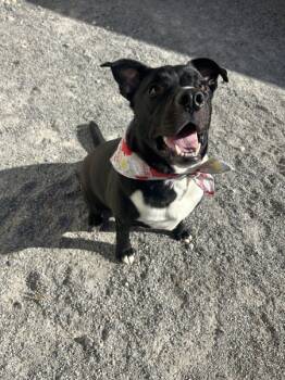 Rescue American Staffordshire Terrier Dogs for Adoption in Morristown, Tennessee - Boss | PetCurious