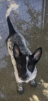 Rescue Australian Cattle Dog Blue Heeler Dogs for Adoption in Rancho Cucamonga, California - Monica | PetCurious