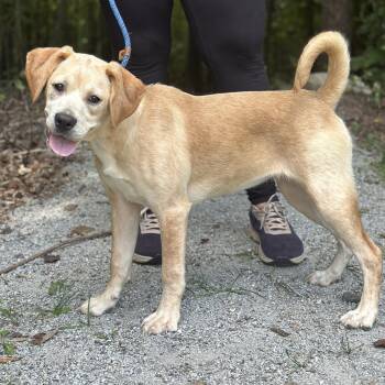 Whimsy -  Terrier Dog for Adoption in Meherrin, Virginia - Whimsy | PetCurious