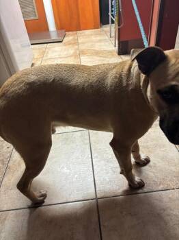 Reel Steel -  Mixed Breed Dog for Adoption in Cincinnati, Ohio - Reel Steel | PetCurious