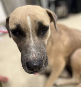 Rescue Mixed Breed Dogs for Adoption in New York, New York - Kit Kat | PetCurious
