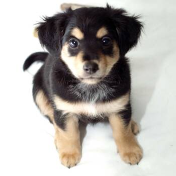 Chihuahua and Dachshund Dogs Available for Adoption - Figgy Pudding - Sweet Treats Litter | PetCurious