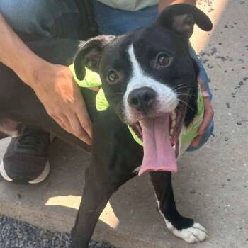 Rescue Pit Bull Terrier Dogs for Adoption in Covington, Virginia - Maverick | PetCurious