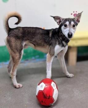 Husky and Labrador Retriever Dogs Available for Adoption - Drakkar 4298 | PetCurious