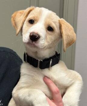 Labrador Retriever and Australian Cattle Dog Blue Heeler Dogs Available for Adoption - Precious | PetCurious