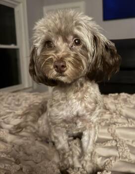 Gwen -  Maltese and Miniature Poodle Dog for Adoption in Monroe, North Carolina - Gwen | PetCurious