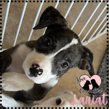 Lariat -  Pit Bull Terrier Dog for Adoption in Gilbert, Arizona - Lariat | PetCurious