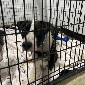 Rescue Pit Bull Terrier Dogs for Adoption in East St. Louis, Illinois - Prince RTO | PetCurious