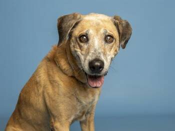 MAE -  German Shepherd Dog and Mixed Breed Dog for Adoption in Phoenix, Arizona - MAE | PetCurious