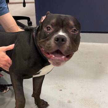 Ghibli -  Pit Bull Terrier and English Bulldog Dog for Adoption in Charlottesville, Virginia - Ghibli | PetCurious